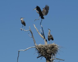 Landing Lessons Photo: Ron Logan