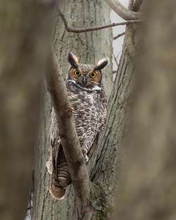 Great horned owl Photo: Sam Cox