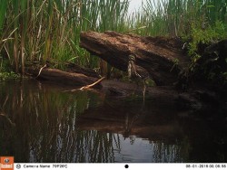 Green Day Photo: Northern Woodlands