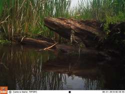 Green Day Photo: Northern Woodlands