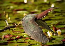 Green Heron Photo: Katherine Davis