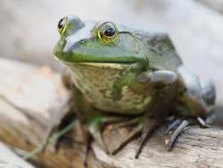 Bullfrog Photo: Tom Grett