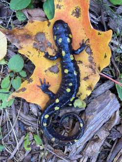 Spotted salamander Photo: Nancy Halloran