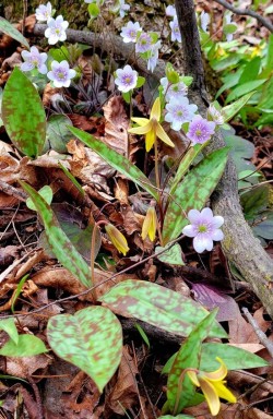 Hepatica Photo: Susan Fly