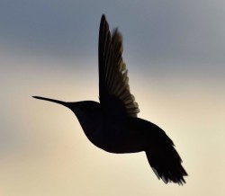 Hummingbird Photo: Lonnie S Jandreau