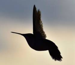 Hummingbird Photo: Lonnie S Jandreau