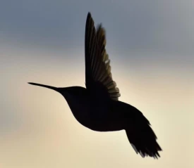Hummingbird thumbnail