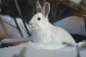 1_image4_gallery_march17.jpg thumbnail