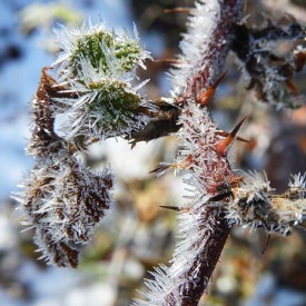 1_img_3055.jpg thumbnail