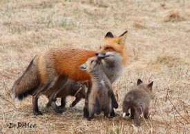 1_img_4153-small.jpg thumbnail