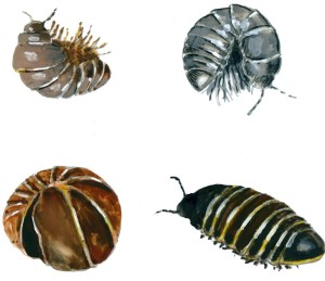 Isopods: Crustaceans in the Forest thumbnail