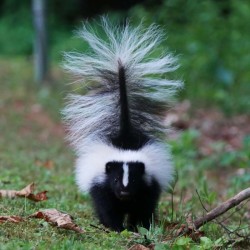 July skunk Photo: Amy Quist
