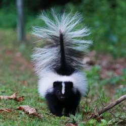 July skunk Photo: Amy Quist