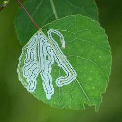 Leaf miner tracks Photo: Sandy Dannis