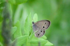1_little_wood-satyr_butterfly.jpg thumbnail