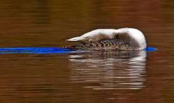 Vermont loon Photo: Bob Malbon