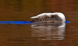 Vermont loon thumbnail