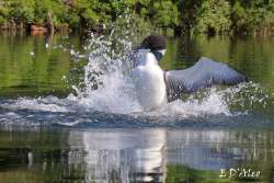 Loon Photo: Eric D'Aleo