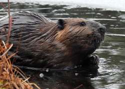 Beaver Photo: Karinne Heise