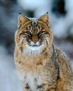 Eastern bobcat Photo: Cheryl Metcalf