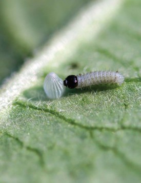 Cannibalistic Monarch Larvae thumbnail