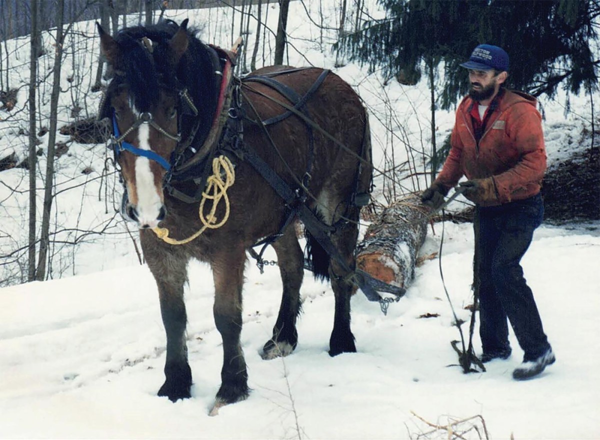 Horse logging