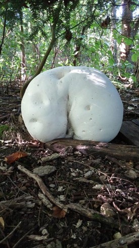1_mooning_mushroom.jpg thumbnail