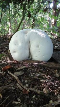 1_mooning_mushroom.jpg
