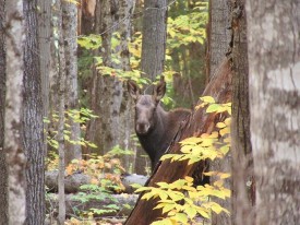 1_moose_calf_on_alert.jpg thumbnail