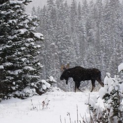 Moose South Hill Photo: Steven Hillier