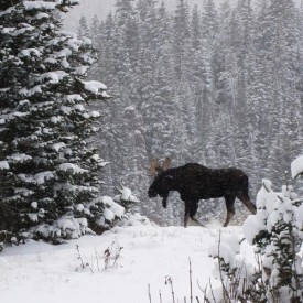 Moose South Hill thumbnail