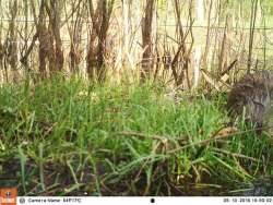 He’s Even Been in the Onion Patch Photo: Northern Woodlands