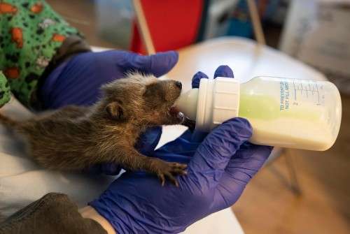 Newborn raccoon