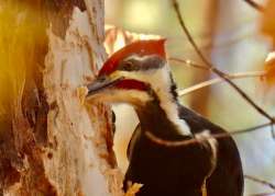 Pileated woodpecker Photo: Karinne Heise