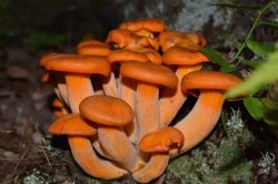 Toxic but Beautiful Photo: Mindy Comeau