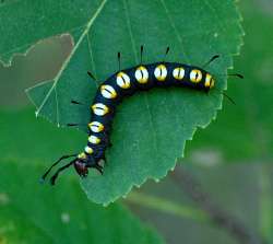 Paddle caterpillar Photo: Cheryl Metcalf