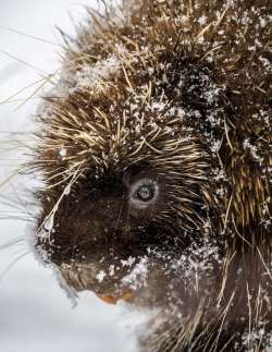 Porcupine Photo: AM Dannis