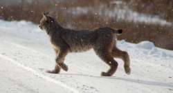 Bobcat Photo: Lonnie S. Jandreau