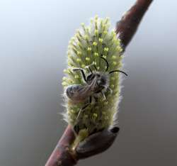 Pussy willow Photo: Gary Samuels