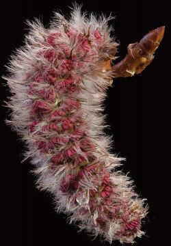 Photographer's Notebook: Tree and Shrub Flowers Photo: Jerry Jenkins