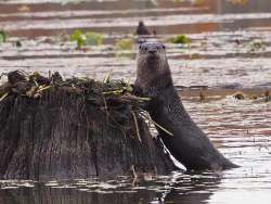 River Otter Photo: Charlie Schwarz