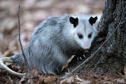 Virginia opossum Photo: Jackie Robidoux