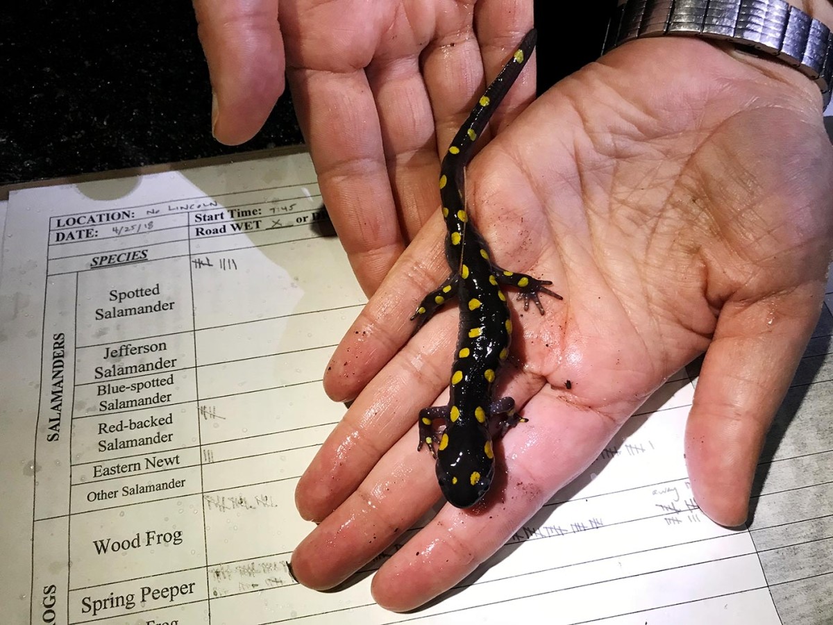 Salamander data