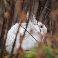 Snowshoe hare Photo: AM Dannis