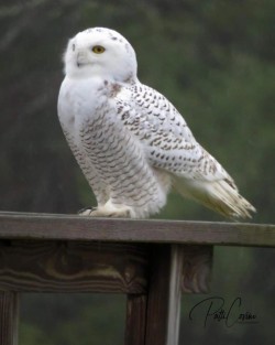 Snowy owl Photo: Patti Covino
