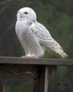 Snowy owl Photo: Patti Covino