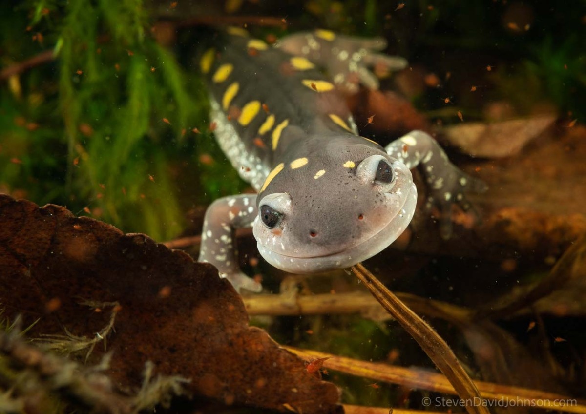 Underwater Photography: Life in Vernal Pools