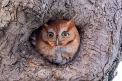 Red morph screech owl Photo: Karen Suhrhoff