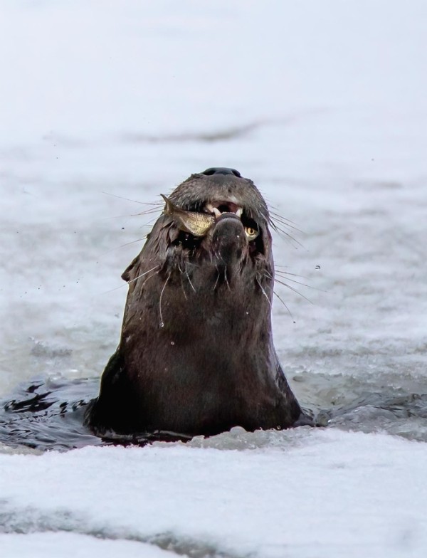 Swamp Otters