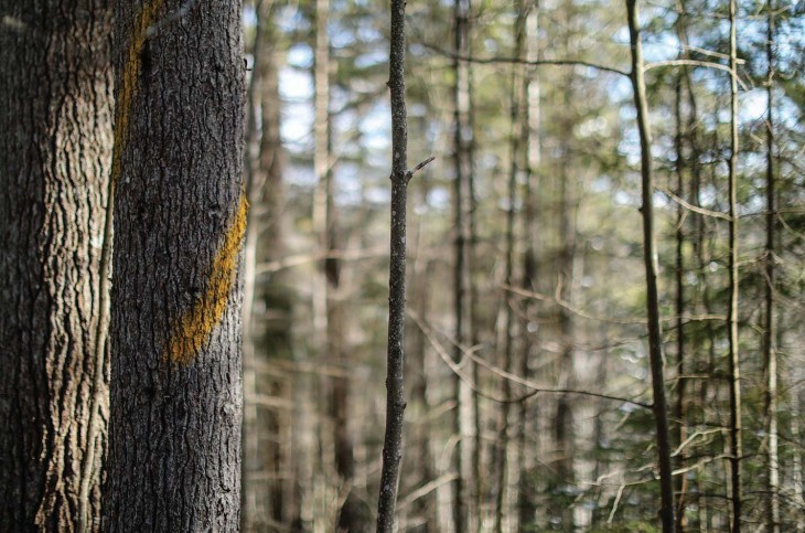 Tree Marking 101